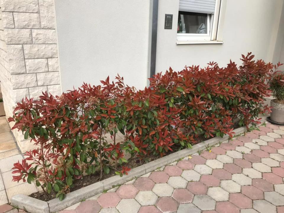 Apartmani Mane 트로기르 외부 사진